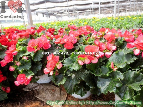 Cây Hải Đường Hoa Hồng Đỏ (Cao 25cm – Ms: 14528)