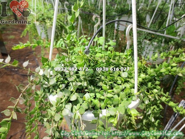 Cây Lan Tim Rủ ( Cao 35cm – Ms: 14529 )