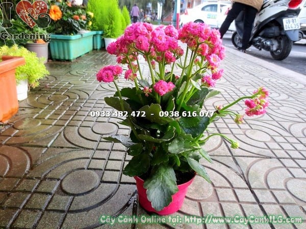 Cây Sống Đời Kép Hoa Hồng (Cao 25cm – Ms: 14561)