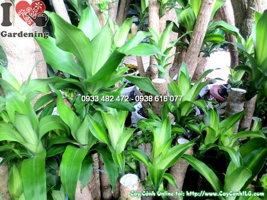 Cây Thiết Mộc Lan Khúc (Cao 80cm – Ms: 12264)