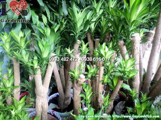 Cây Thiết Mộc Lan Gốc Lớn (Cao 1,5m – Ms:12265)