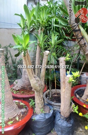 Cây Thiết Mộc Lan Gốc (Cao 1,3m – Ms:12276)