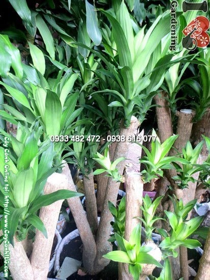 Cây Thiết Mộc Lan Gốc Lớn Tán Đẹp (Cao 1,7m – Ms: 12274)