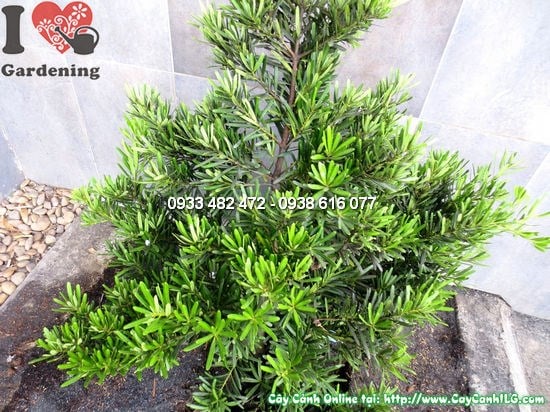 Cây La Hán Tùng Cắt Tròn (Cao 1,2m – Ms:12286)
