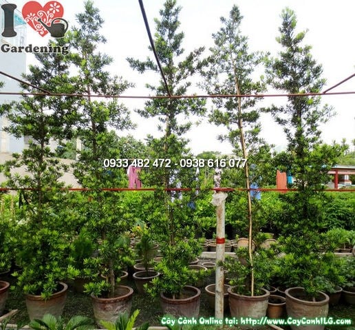 Cây La Hán Tùng Đài Loan Tháp (Cao 4m – Ms:12285)