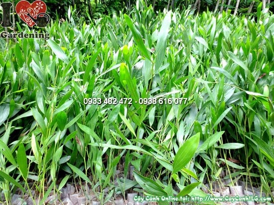 Cây Keo Lá Tràm Giống (Cao 20cm – Ms:12294)