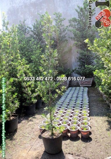 Cây La Hán Tùng (Cao 2m – Ms:12305)