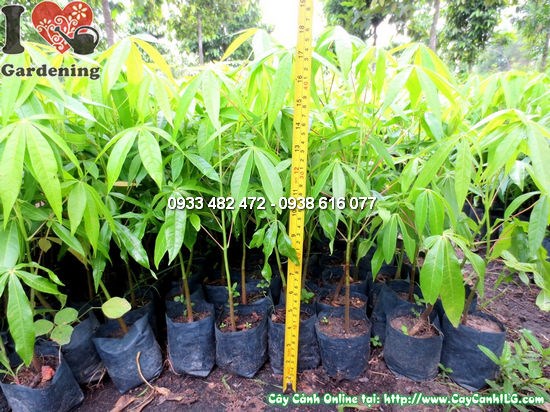 Cây Trôm Giống (Cao 35cm – Ms: 12325)