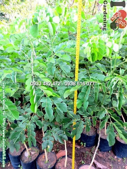 Cây Còng Giống (Cao 1,4m – Ms:12330)