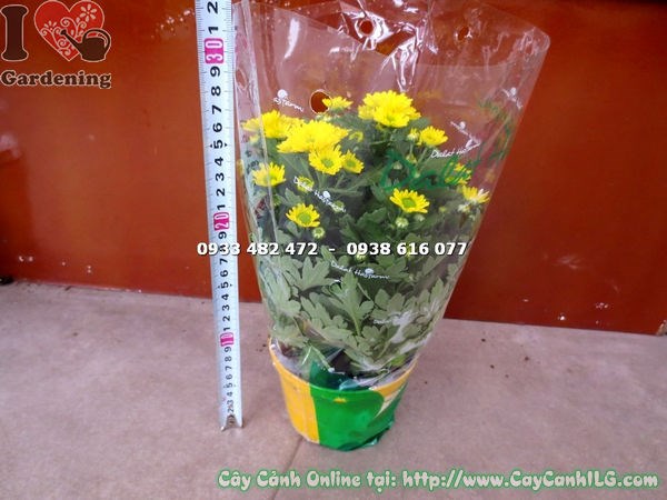 Cây Hoa Cúc Pico Màu Vàng (Cao 15cm – Ms:16515 )