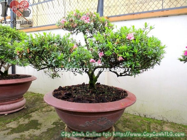 Cây Đỗ Quyên Bonsai Hoa Hồng Cánh Kép (Cao 60cm – Ms: 16528)