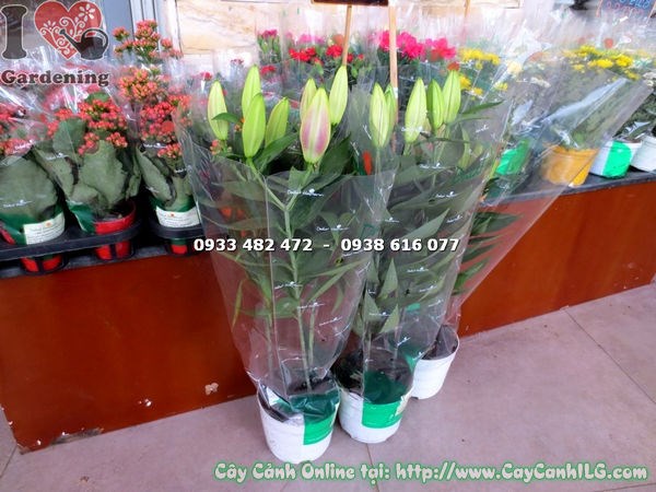Cây Hoa Ly Lá Lớn (Cao 50cm – Ms: 16516)