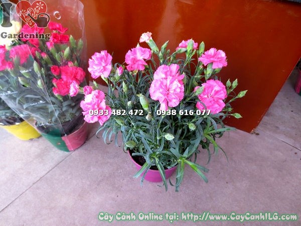 Cây Hoa Cẩm Chướng Màu Hồng (Cao 20cm – Ms:16518 )