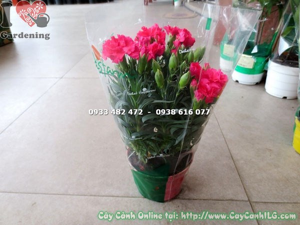 Cây Hoa Cẩm Chướng Màu Đỏ (Cao 20cm – Ms:16581 )