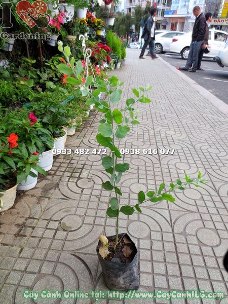 Cây Mimosa Giống (Cao 50cm – Ms: 16582)