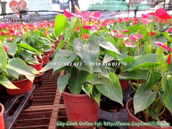 Cây Tiểu Hồng Môn Màu Đỏ (Cao 30cm – Ms:16583 )