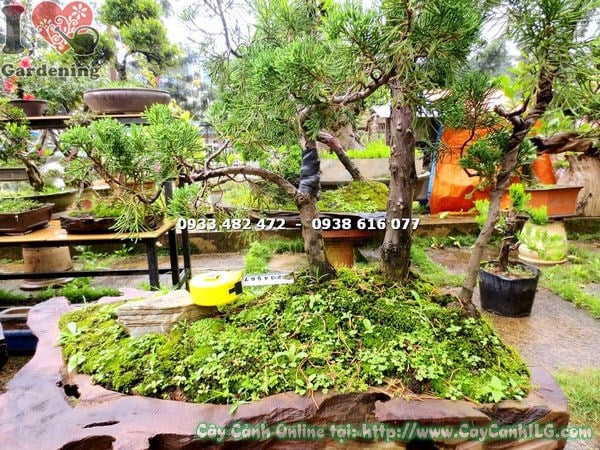 Cây Tùng Cối Bonsai (Cao 90cm – Ms:16646 )