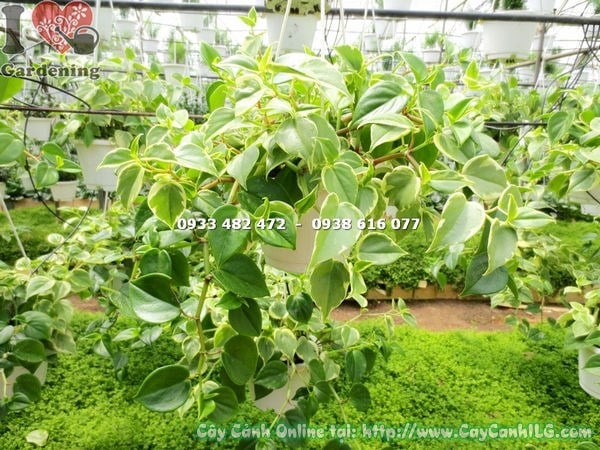 Cây Càng Cua Cẩm Thạch Chậu Treo (Cao – Ms:14577 )