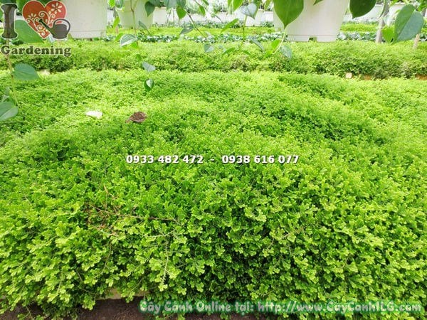 Cây Rêu Đà Lạt (Cao – Ms: 14578)