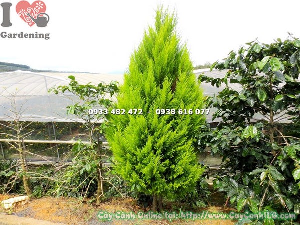 Cây Tùng Thơm Gốc Lớn (Cao 2m – Ms:14579 )