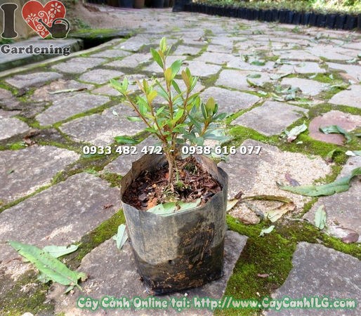 Cây Đỗ Quyên Phú Quốc (Cao 20cm – Ms: 14640)