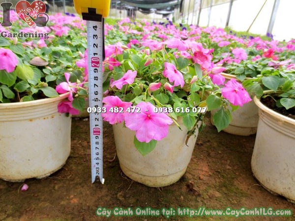 Cây Mai Địa Thảo Hồng (Cao 15cm – Ms: 14644)
