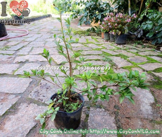 Cây Đỗ Quyên Phú Quốc (Cao 50cm – Ms: 14641)