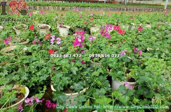 Cây Phong Lữ Thảo Chậu Treo (Cao 20cm – Ms:14645 )