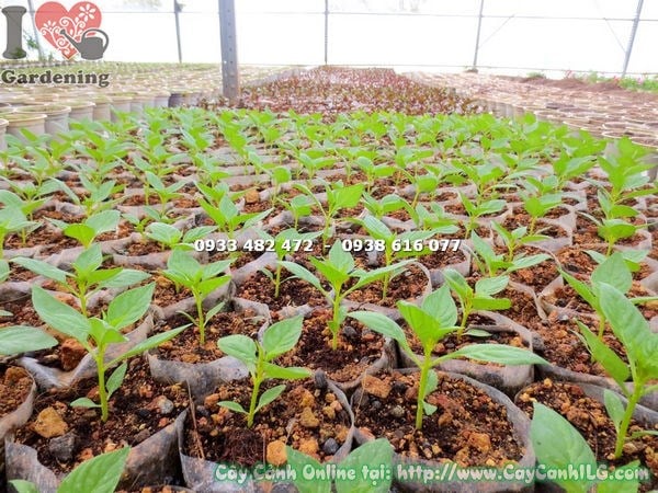 Cây Mai Địa Thảo Giống (Ms:14646 )