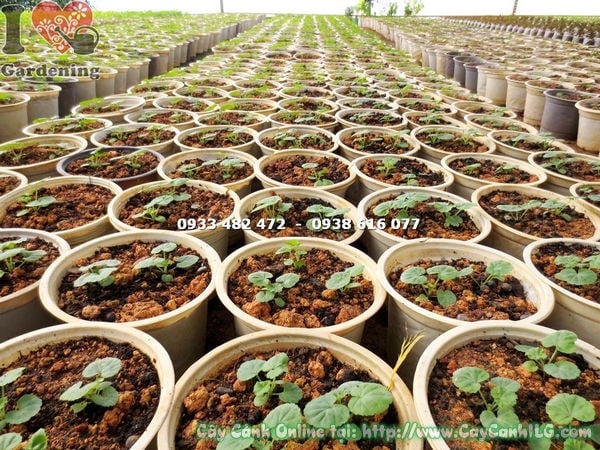 Cây Phong Lữ Thảo Giống (Ms:14647 )