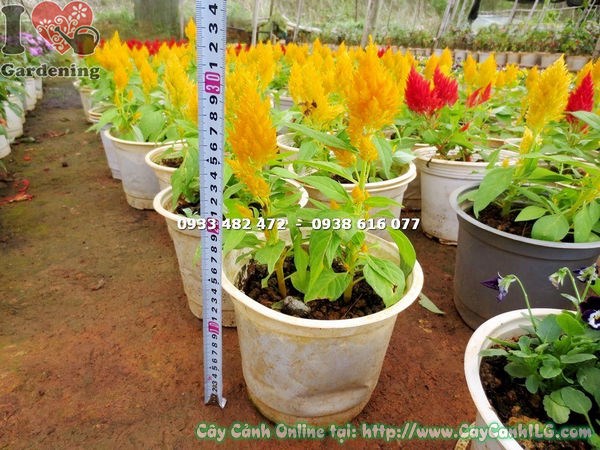 Cây Mào Gà Mỹ Hoa Vàng (Cao 15cm – Ms:14648 )