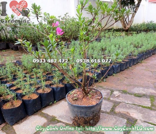 Cây Đỗ Quyên (Cao 60cm – Ms: 14687)