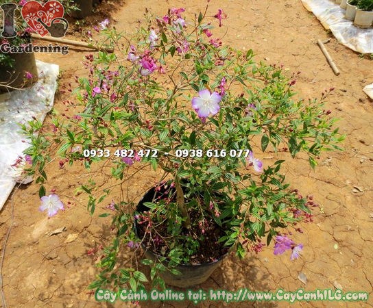 Cây Hoa Sim Hồng (Giống Mới) (Cao 65cm – Ms: 15362)