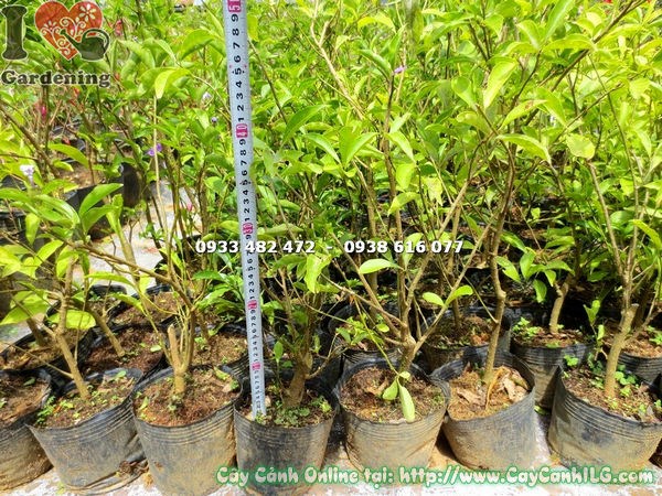 Cây Lài Nhật (Cao 50cm – Ms: 15363)