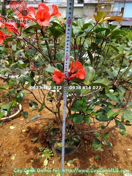 Cây Đỗ Quyên Úc Hoa Đỏ (Cao 100cm – Ms: 15408)