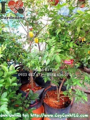 Cây Khế Ngọt Giống (Cao 120cm – Ms: 01725)