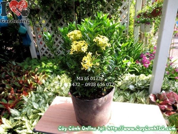 Cây Hoa Trang Vàng (Cao 35cm – Ms: 01726)