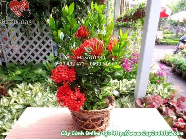 Cây Hoa Trang Đỏ (Cao 30cm – Ms: 01740)