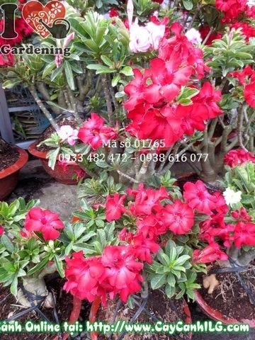 Cây Hoa Sứ Thái (Cao 45cm – Ms: 01765)