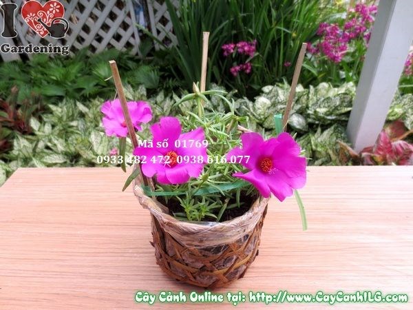 Cây Hoa Mười Giờ Mỹ (Cao 15cm – Ms: 01769)
