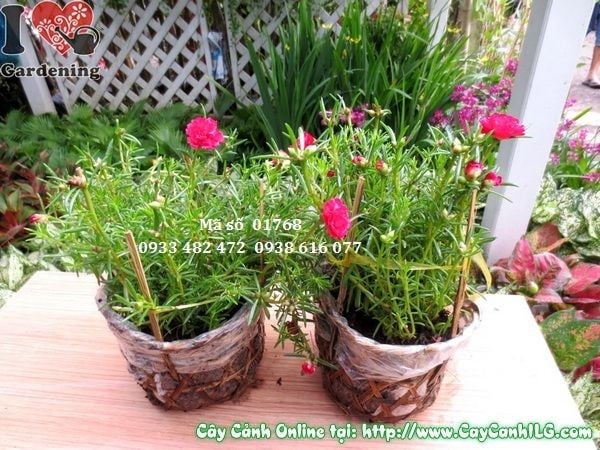 Cây Hoa Mười Giờ Thái (Cao 15cm – Ms: 01768)