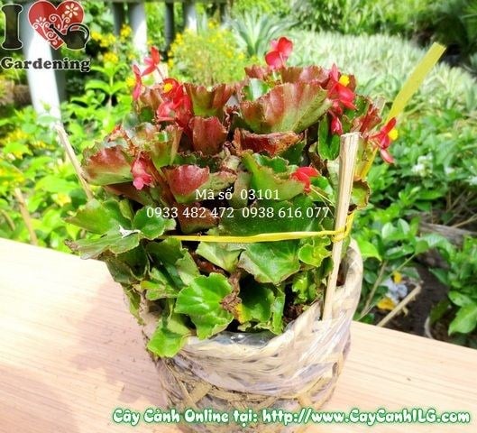 Cây Thu Hải Đường (Cao 15cm – Ms: 03101)