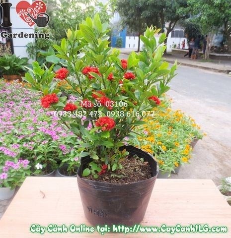 Cây Trang Đỏ Giống Mới (Cao 30cm – Ms: 03106)