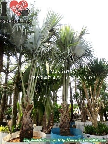 Cây Kè Bạc (Cao 3,5m – Ms: 03952)