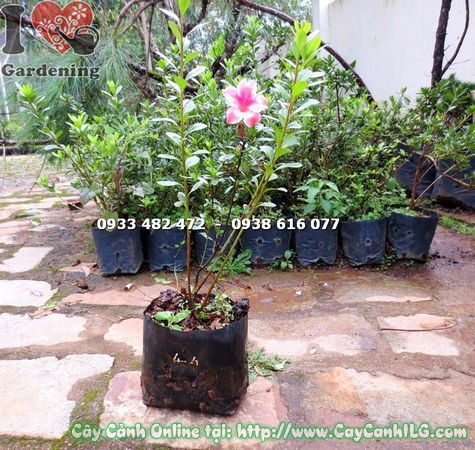 Cây Đỗ Quyên Giống (Cao 40cm – Ms: 14688)