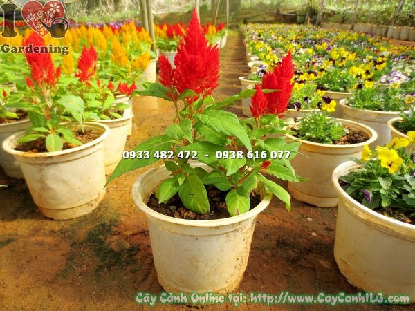 Cây Mào Gà Mỹ Hoa Đỏ (Cao 15cm – Ms:14701 )