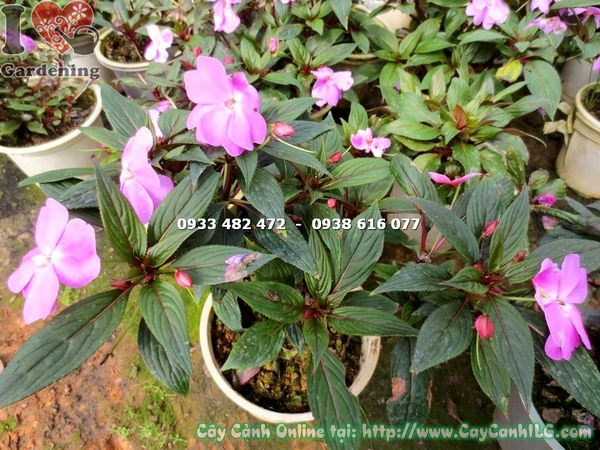 Cây Mai Địa Thảo Hoa Tím (Cao 20cm – Ms:14702 )