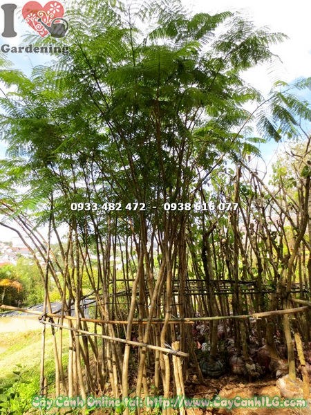 Cây Phượng Tím (Cao 4m – Ms: 14748 )
