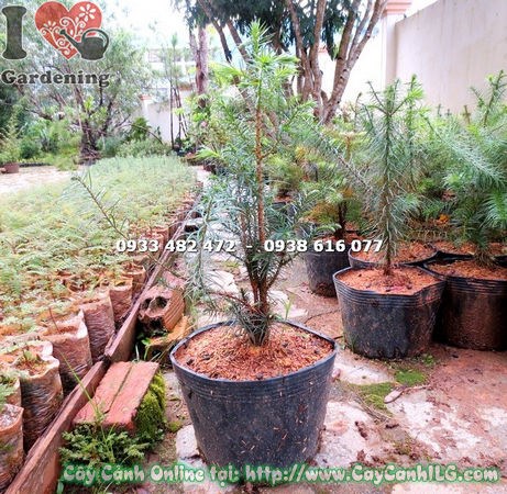 Cây Sa Mu Giống (Cao 40cm – Ms: 14772 )