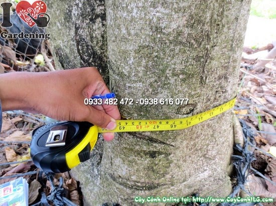 Cây Hoa Ban (Cao 5m – Đường kính: 40cm – Ms:12433)